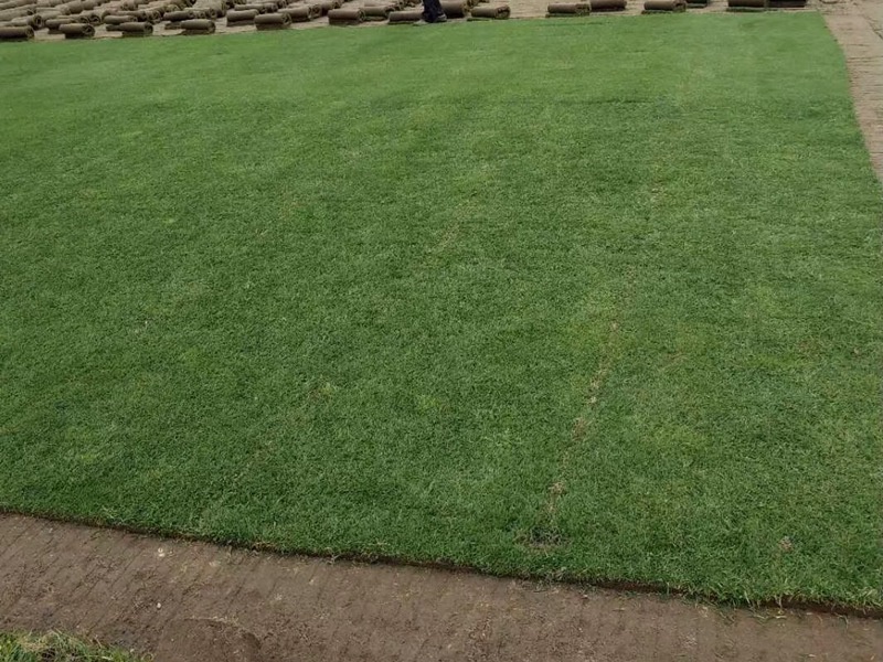 别墅里面种植什么草坪好