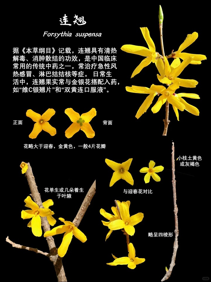 迎春、连翘、金钟三种早春花卉的区别