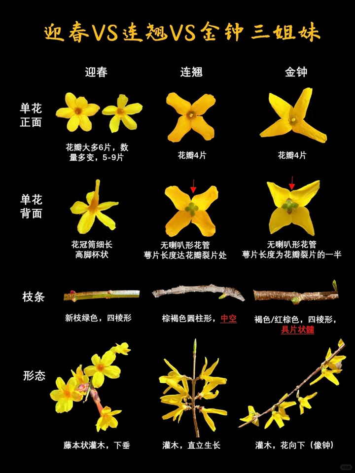 迎春、连翘、金钟三种早春花卉的区别