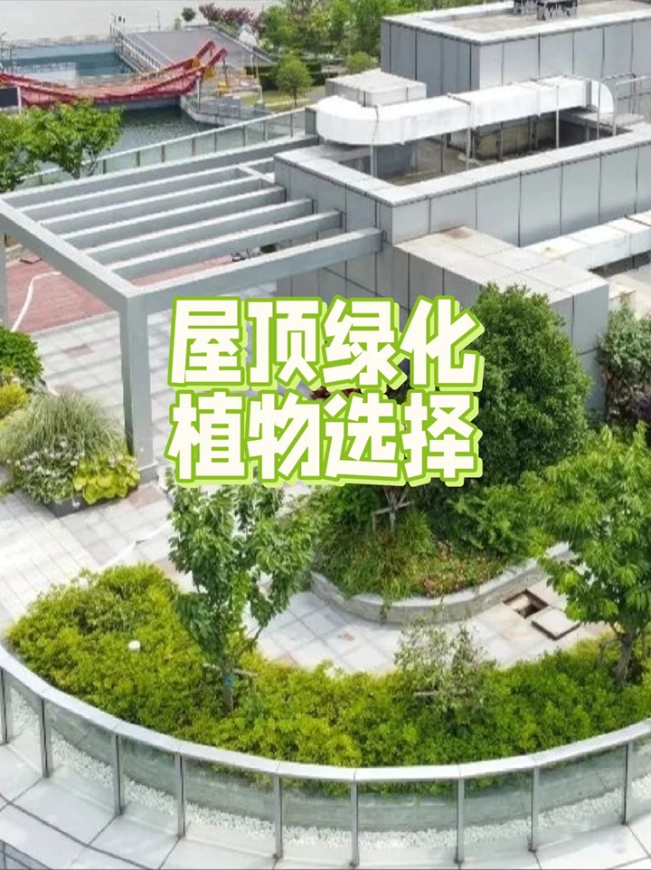 屋顶花园适合种哪些植物