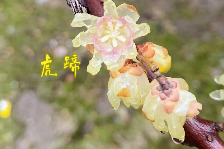 馨口腊梅和虎蹄腊梅有什么区别