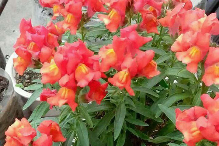 金鱼草花期是几月份