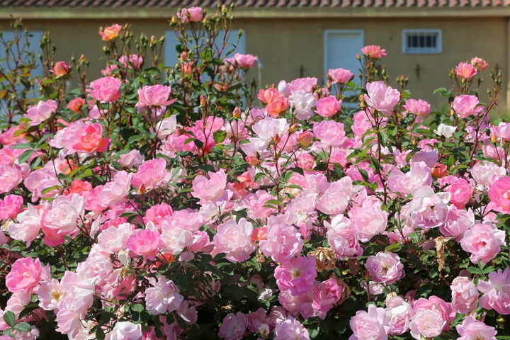 瑶光玫迪兰Pink Chantilly