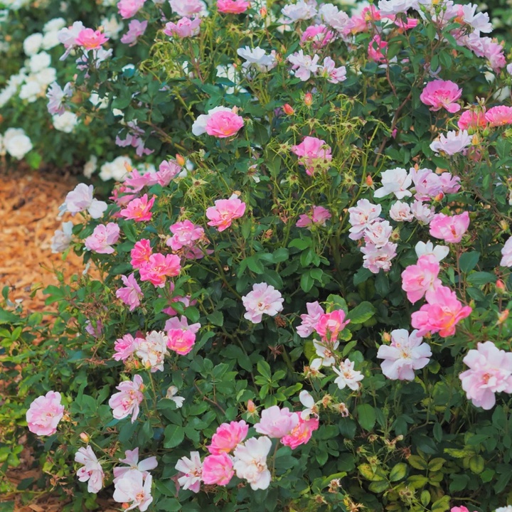 瑶光玫迪兰Pink Chantilly