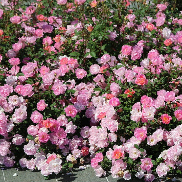 瑶光玫迪兰Pink Chantilly