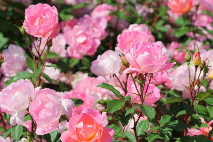 瑶光玫迪兰Pink Chantilly