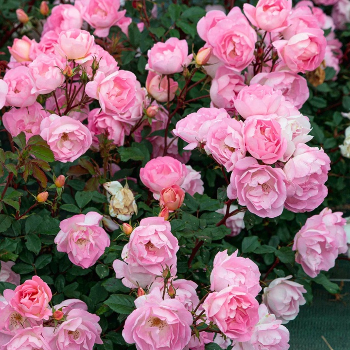 瑶光玫迪兰Pink Chantilly