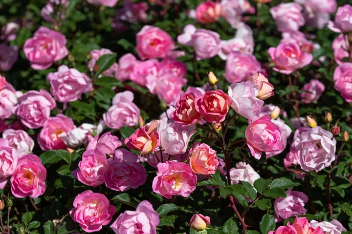 瑶光玫迪兰Pink Chantilly