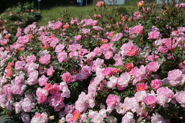 瑶光玫迪兰Pink Chantilly