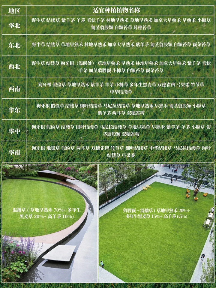 花园草坪用什么品种好