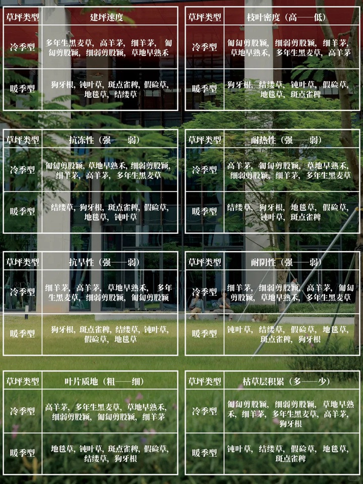 花园草坪用什么品种好