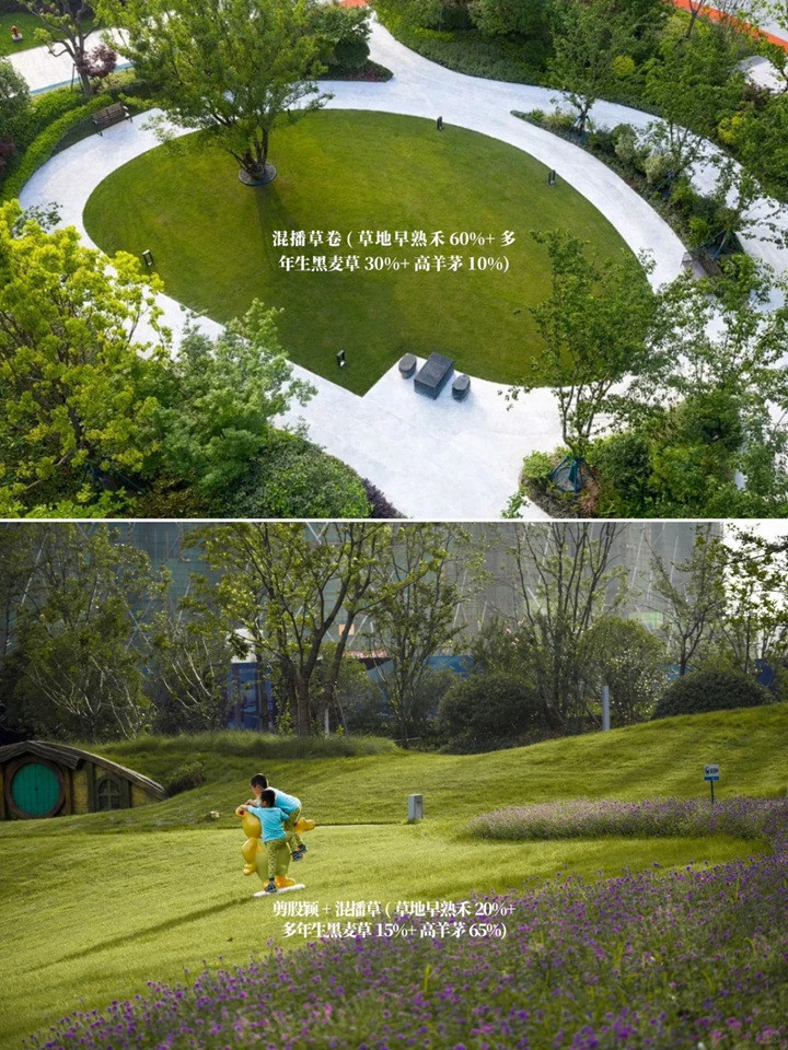花园草坪用什么品种好