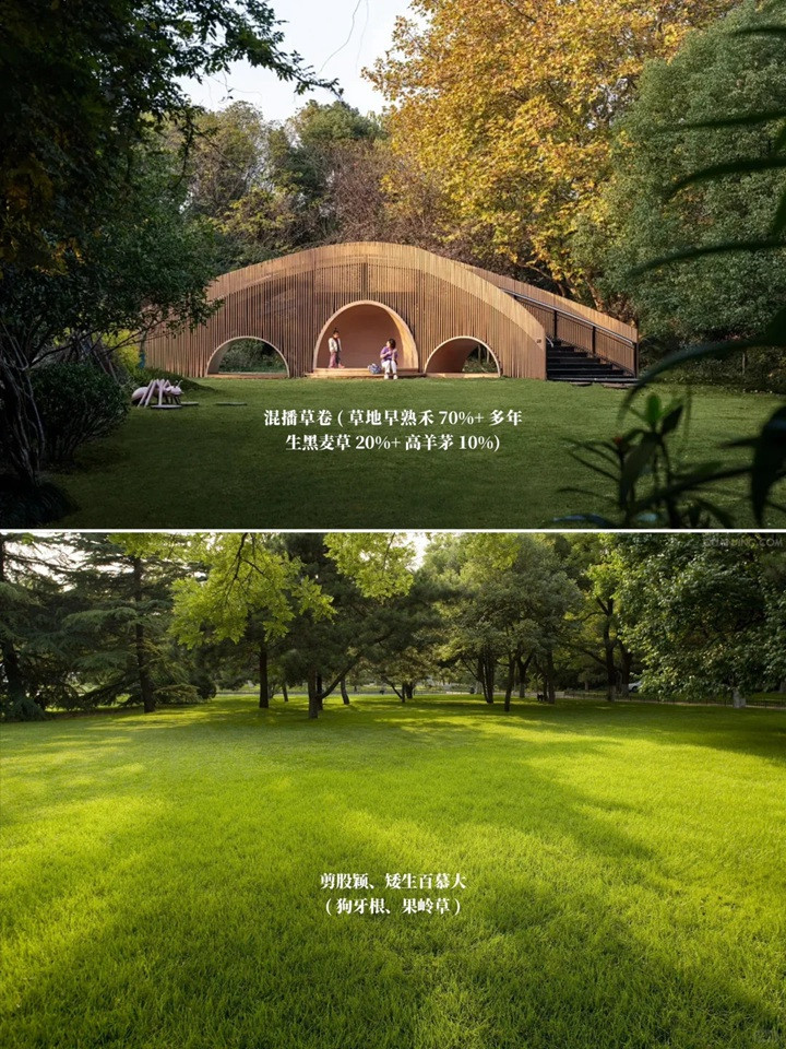 花园草坪用什么品种好