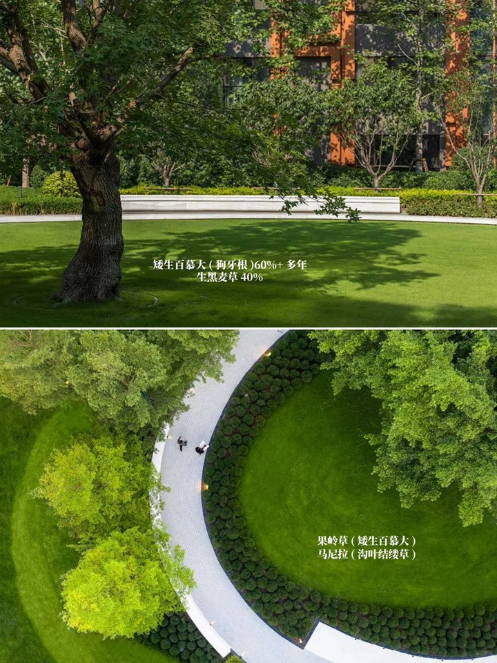 花园草坪用什么品种好