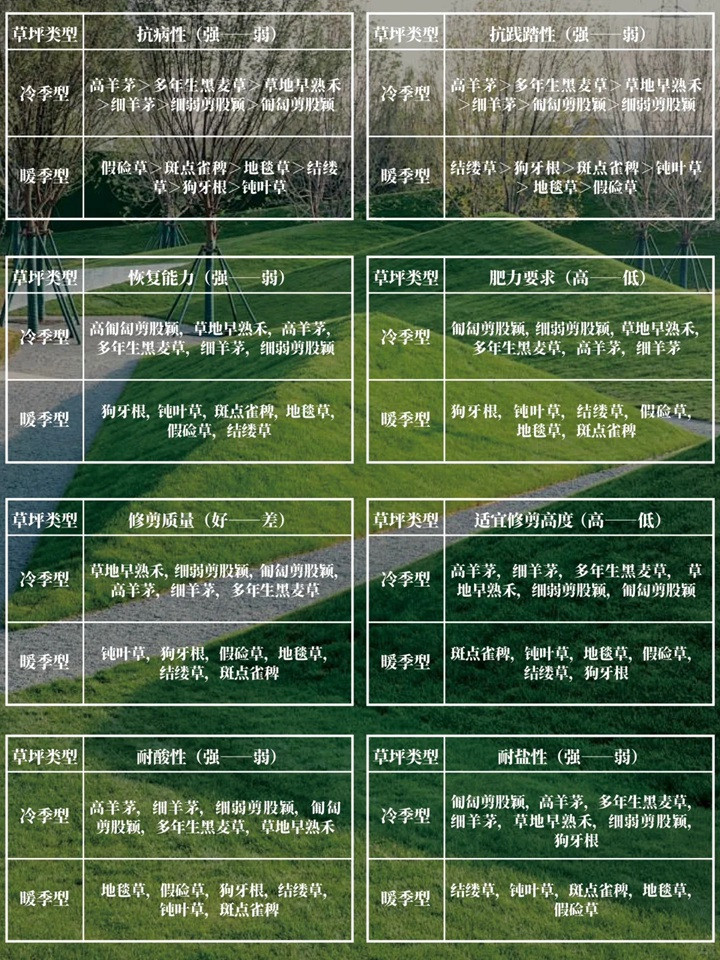 花园草坪用什么品种好