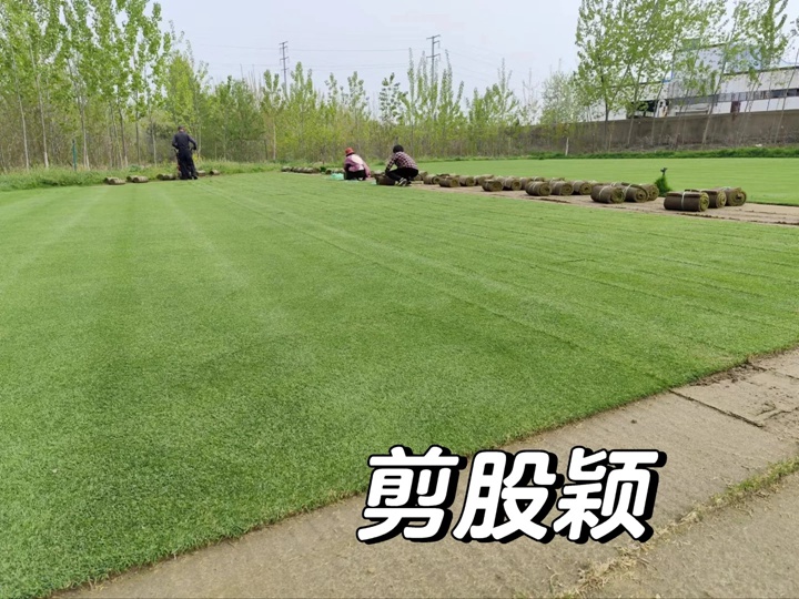 1757729971493283.jpg 剪股颖草籽播种方法