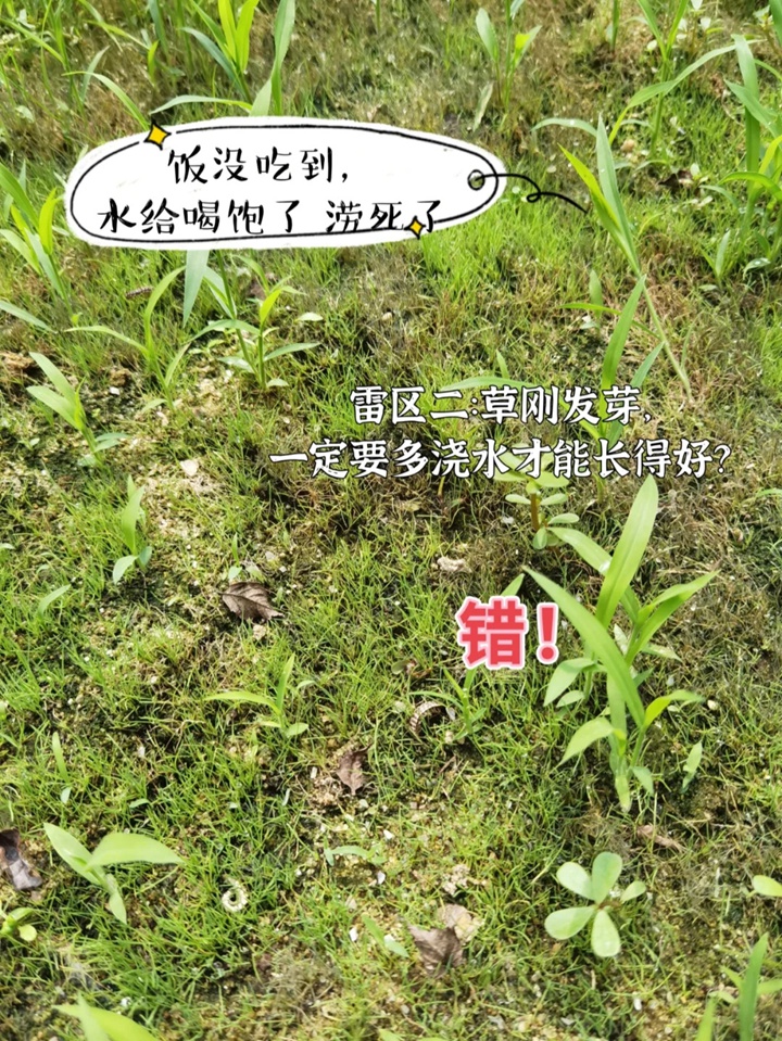 1757745662337196.jpg 草坪播种需要避开的四个雷区