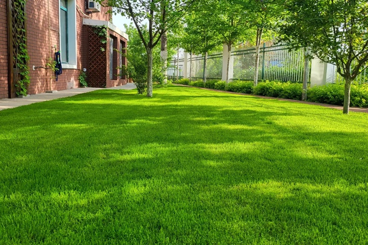 1757745837730906.jpg 剪股颖草坪秋季补草籽