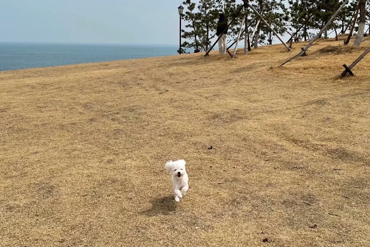 草坪天冷为什么会发黄
