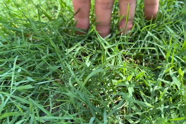 细弱型剪股颖和匍匐剪股颖区别