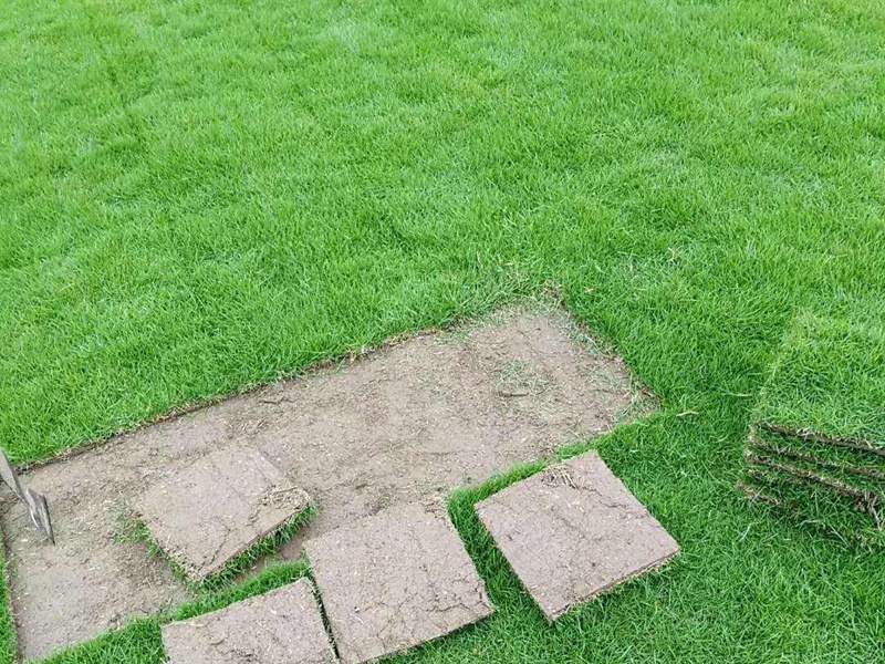 江浙沪地区草坪品种如何来选择