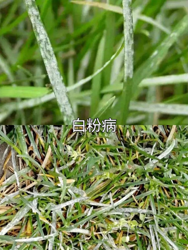 草坪常见病害及用药防治方法