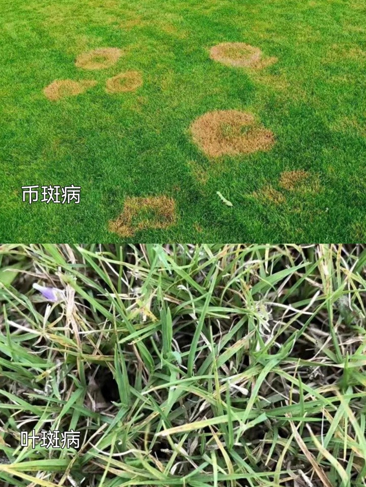 草坪常见病害及用药防治方法
