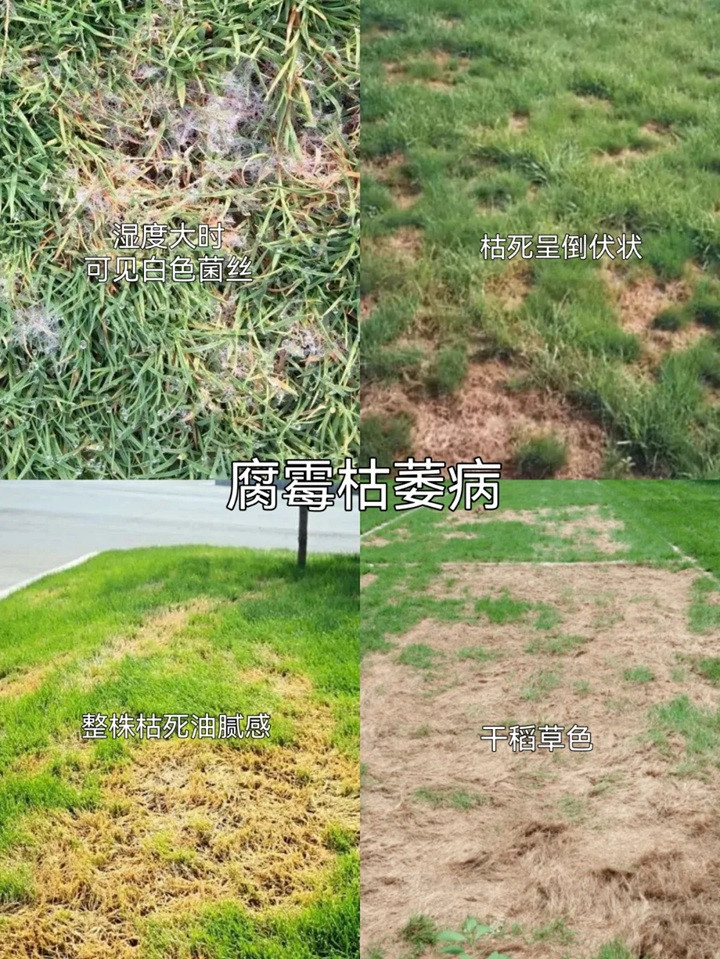 草坪常见病害及用药防治方法