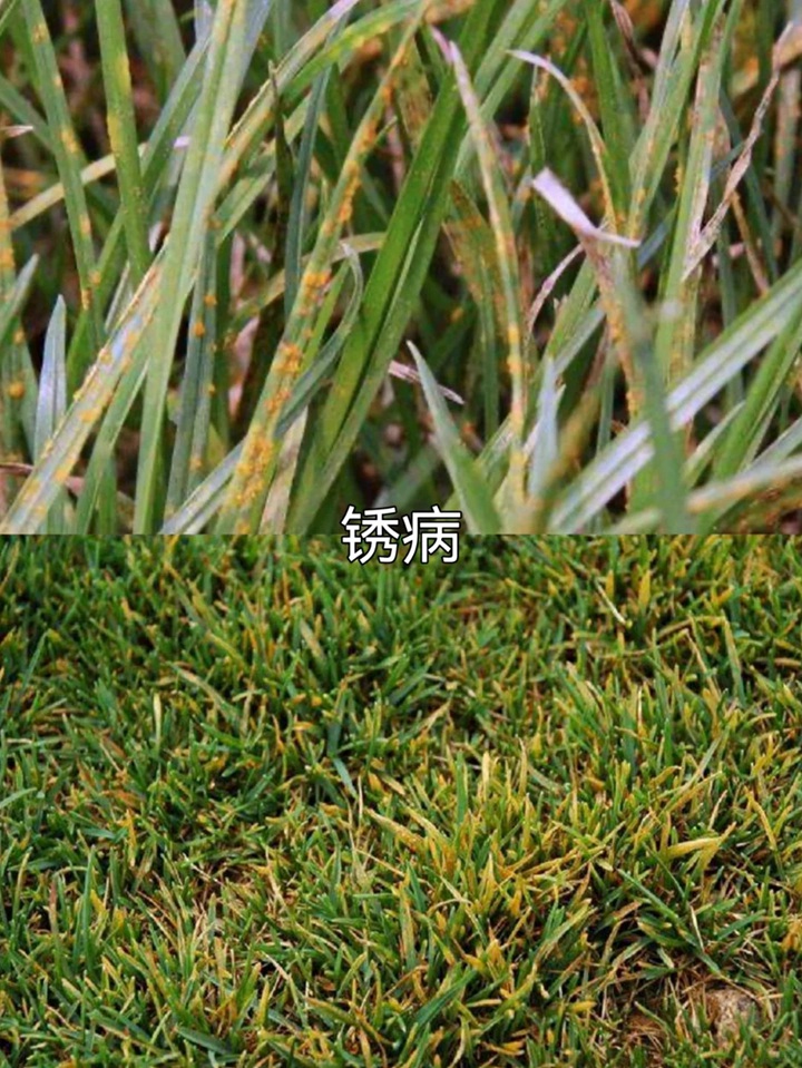 草坪常见病害及用药防治方法