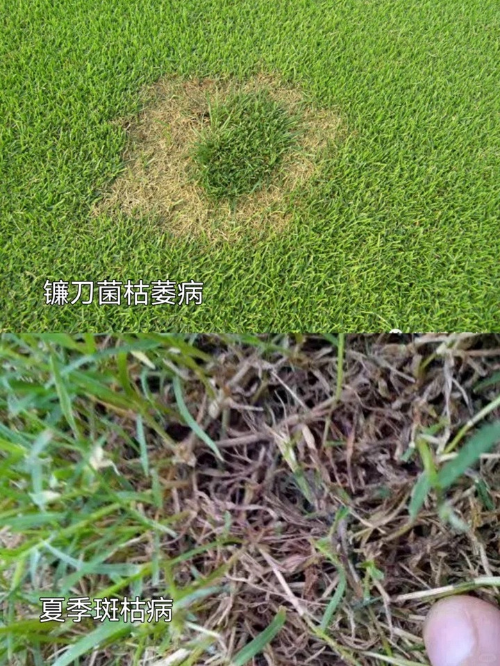 草坪常见病害及用药防治方法