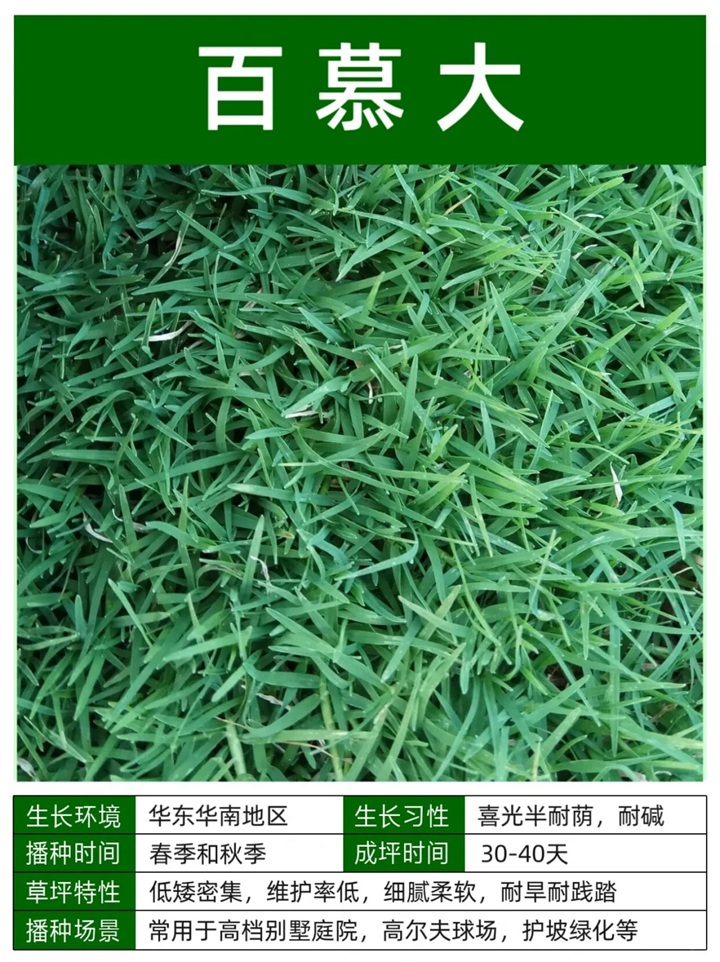 10种常见草坪品种特征详解
