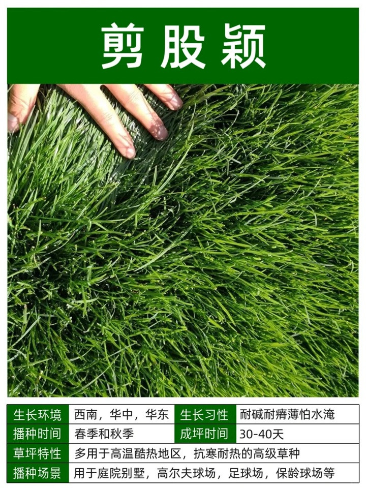 10种常见草坪品种特征详解