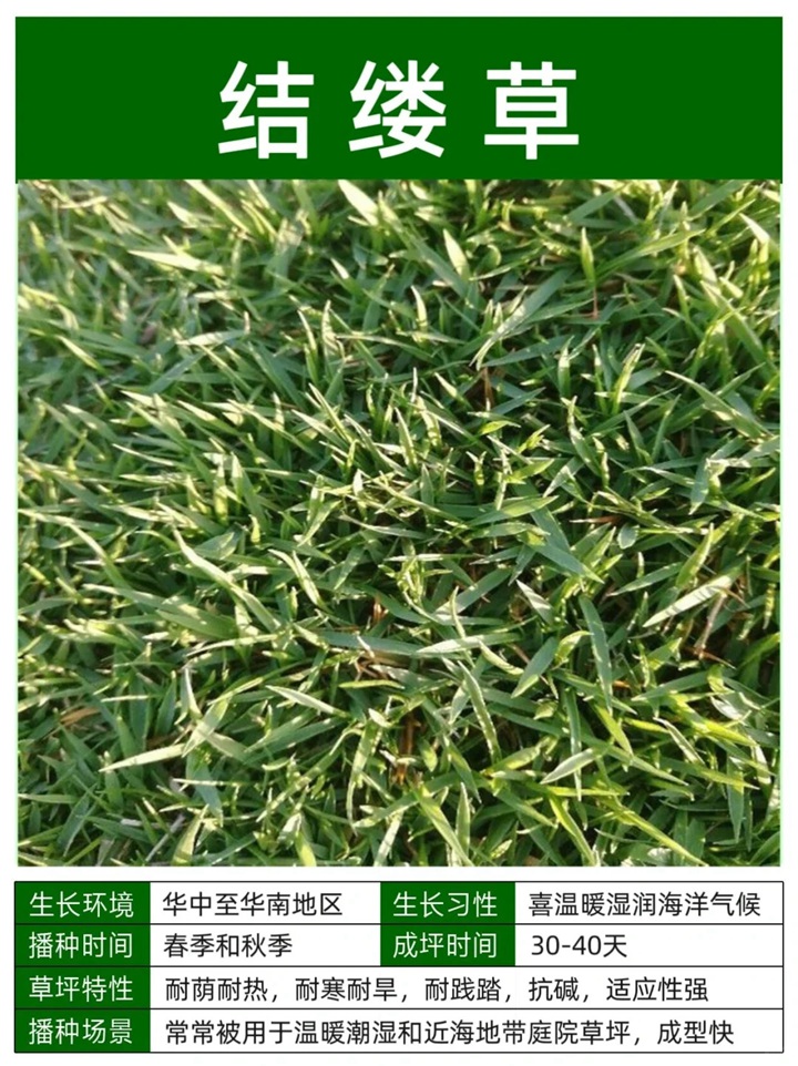 10种常见草坪品种特征详解