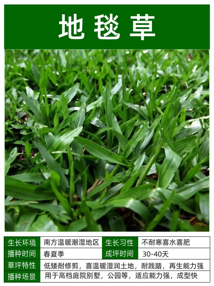 10种常见草坪品种特征详解