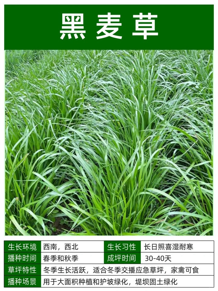 10种常见草坪品种特征详解
