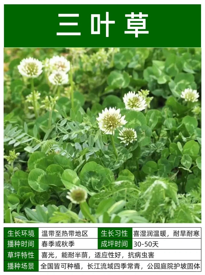 10种常见草坪品种特征详解