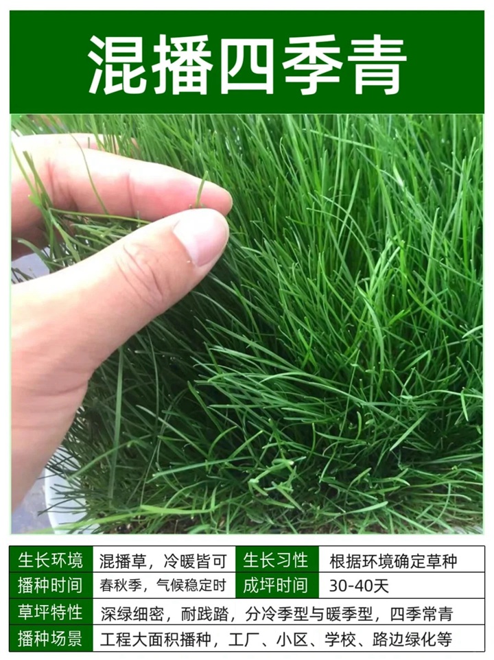 10种常见草坪品种特征详解