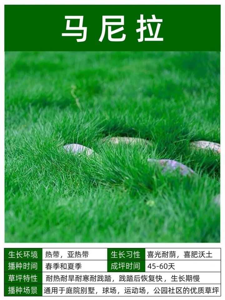 10种常见草坪品种特征详解