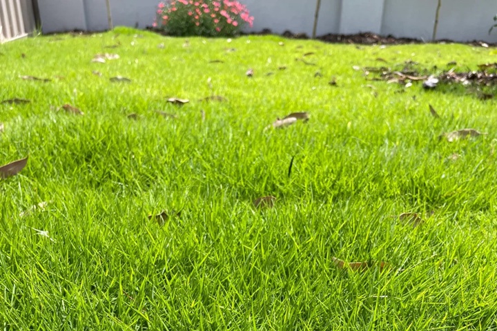 1758262850750706.jpg 四季青草坪每年都要撒草籽吗