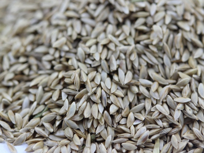 1758265339607141.jpg 四季青草坪种子几天发芽