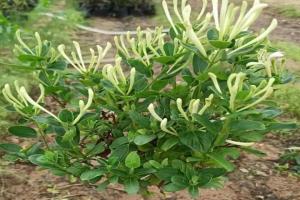 四季金银花种植技术