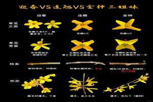 迎春、连翘、金钟三种早春花卉的区别
