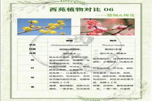 腊梅与梅花有什么区别