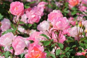 瑶光玫迪兰Pink Chantilly