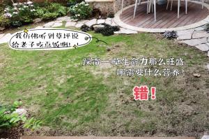 草坪播种需要避开的四个雷区