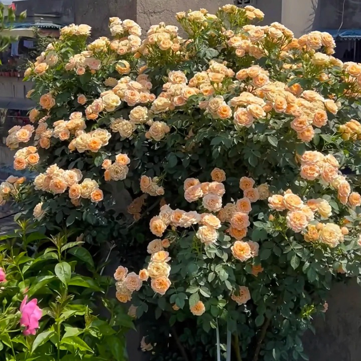 月季爆花的三个小技巧