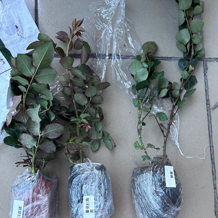 特别小但特别便宜的月季小苗能买吗