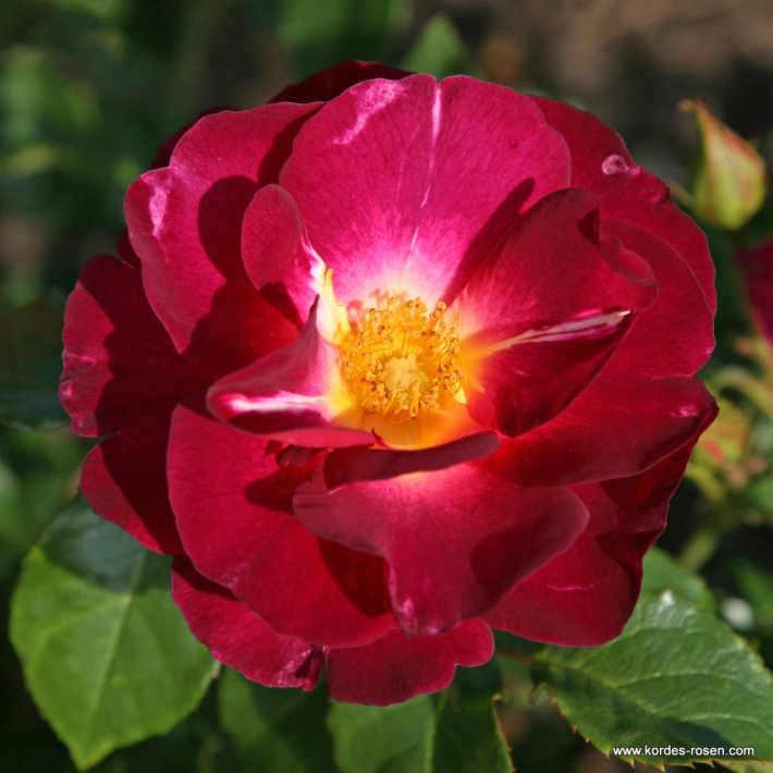花之岛 Ile de Fleurs