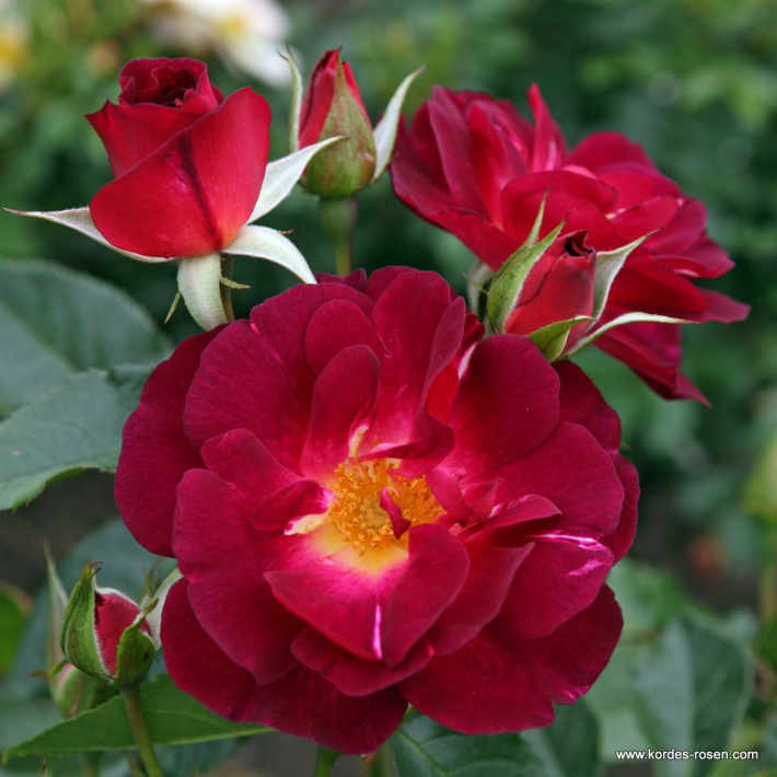 花之岛 Ile de Fleurs