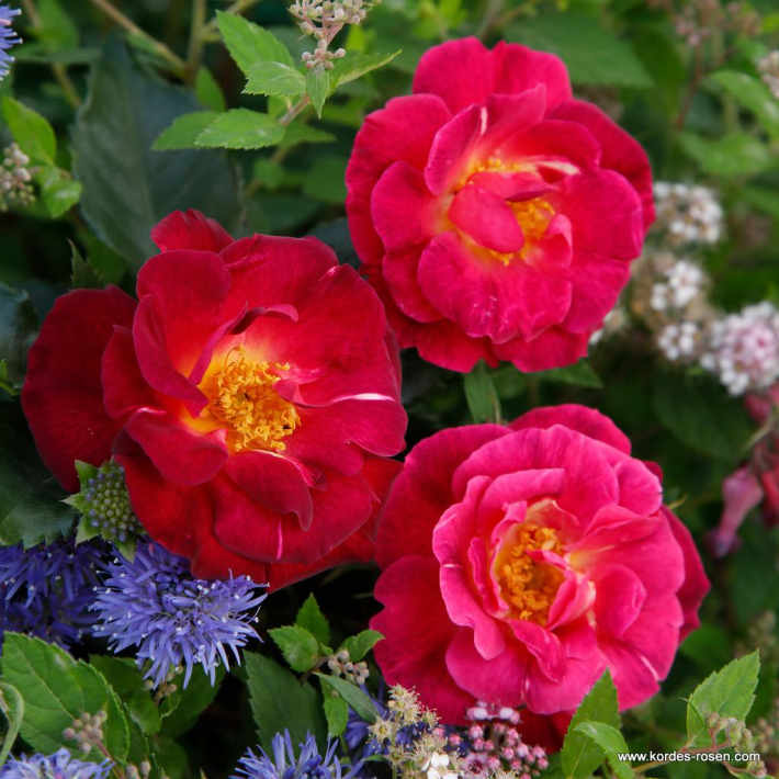 花之岛 Ile de Fleurs